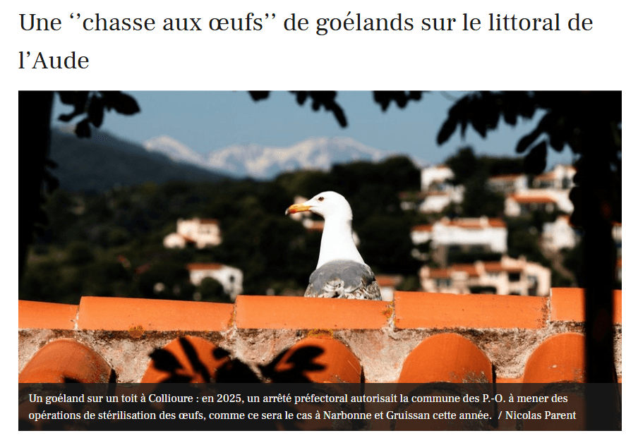 Article La Dépêche drone Goélands