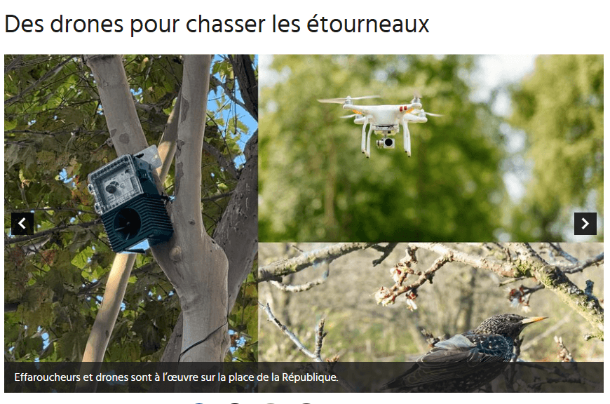 Article Midi Libre drone Étourneaux