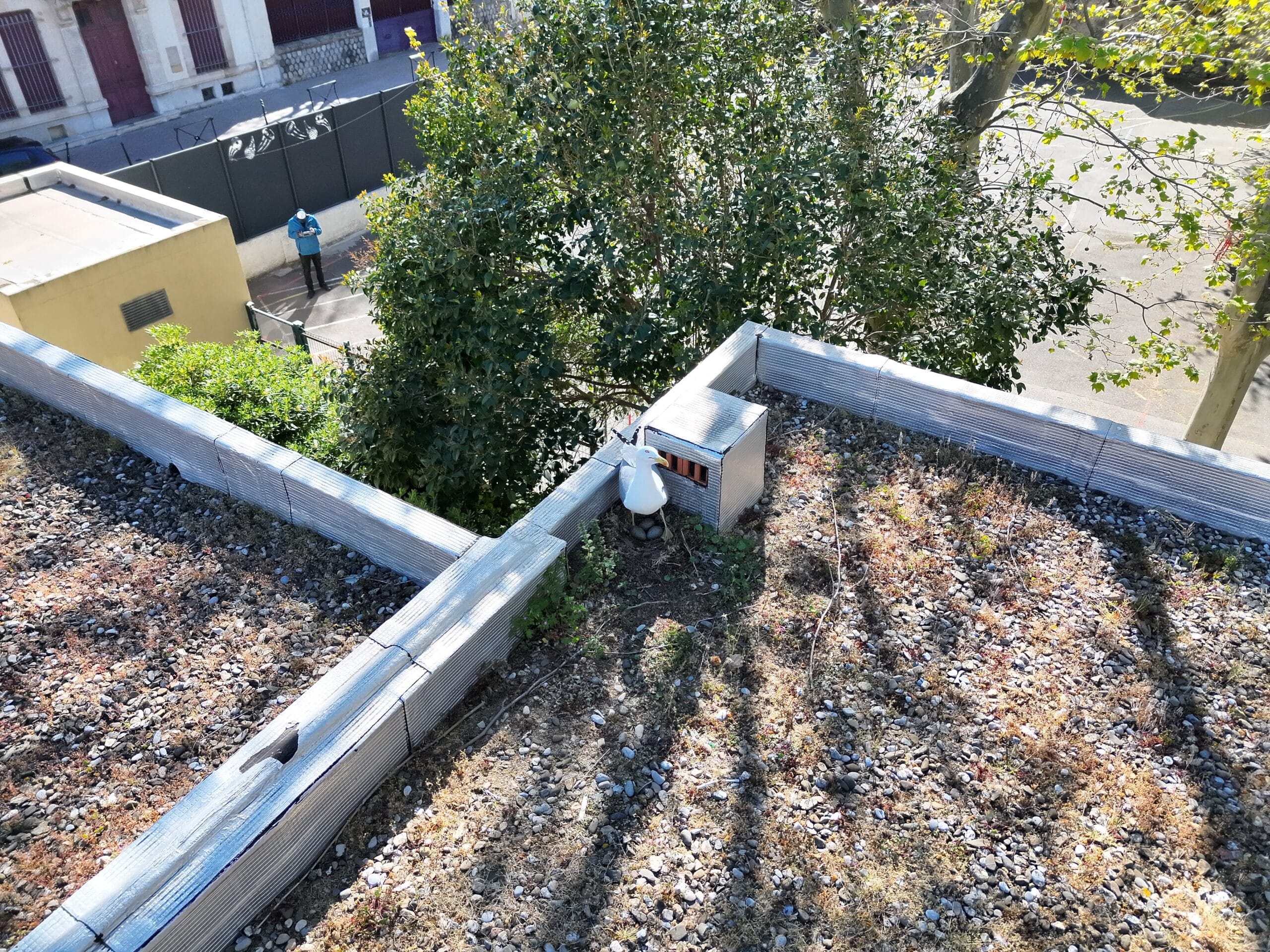 Recensement de nids de goélands par drone Aerothau