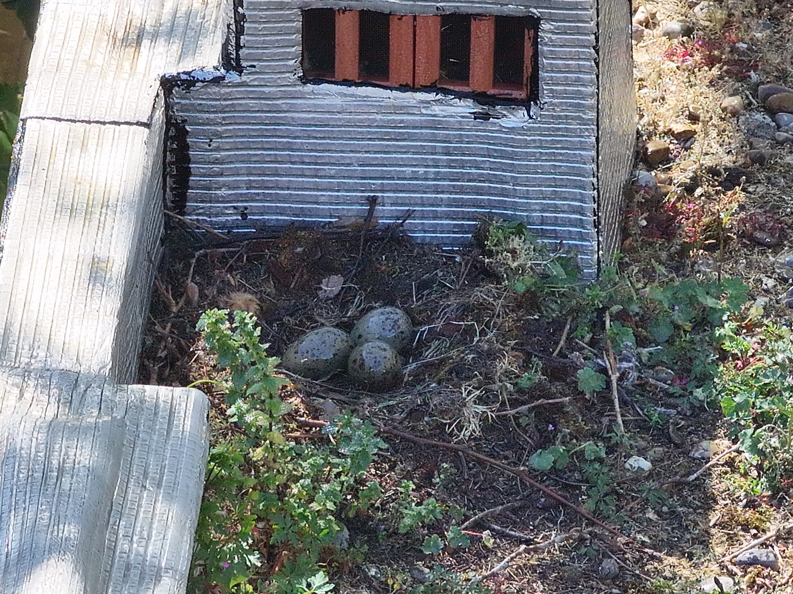 Résultat Recensement & Stérilisation Drone Aerothau