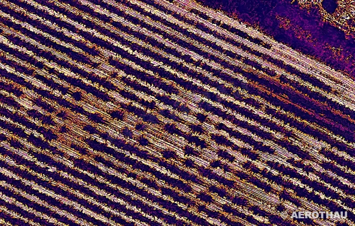Détail des rangs de vigne en thermographie aérienne